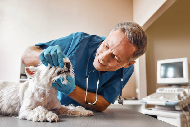 Best Emergency Root Canal Treatment in Strasburg, VA